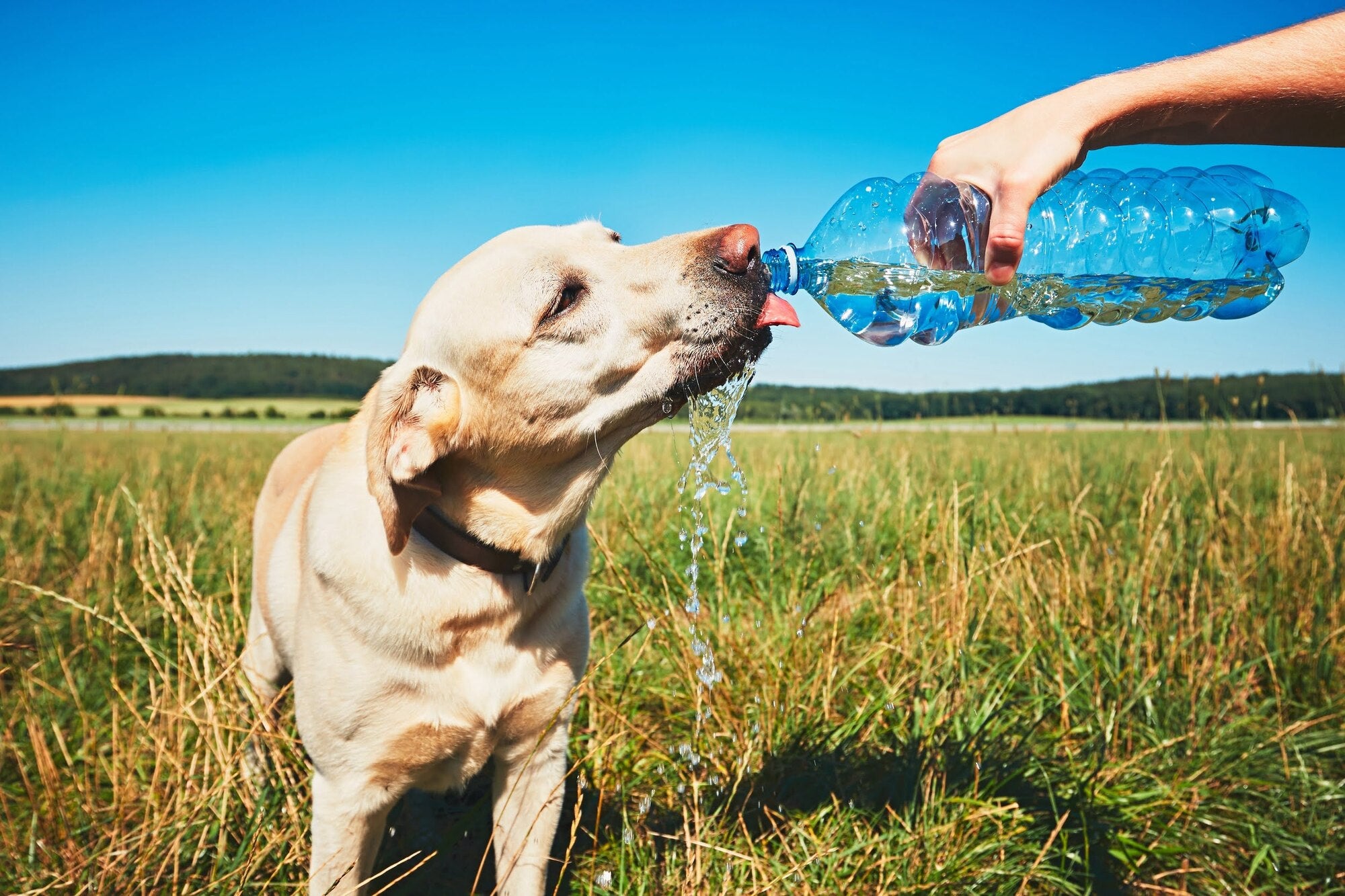 Pup buds hot sale water bottle