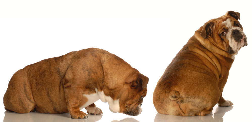 Two British Bulldogs, one sniffing the other's backside