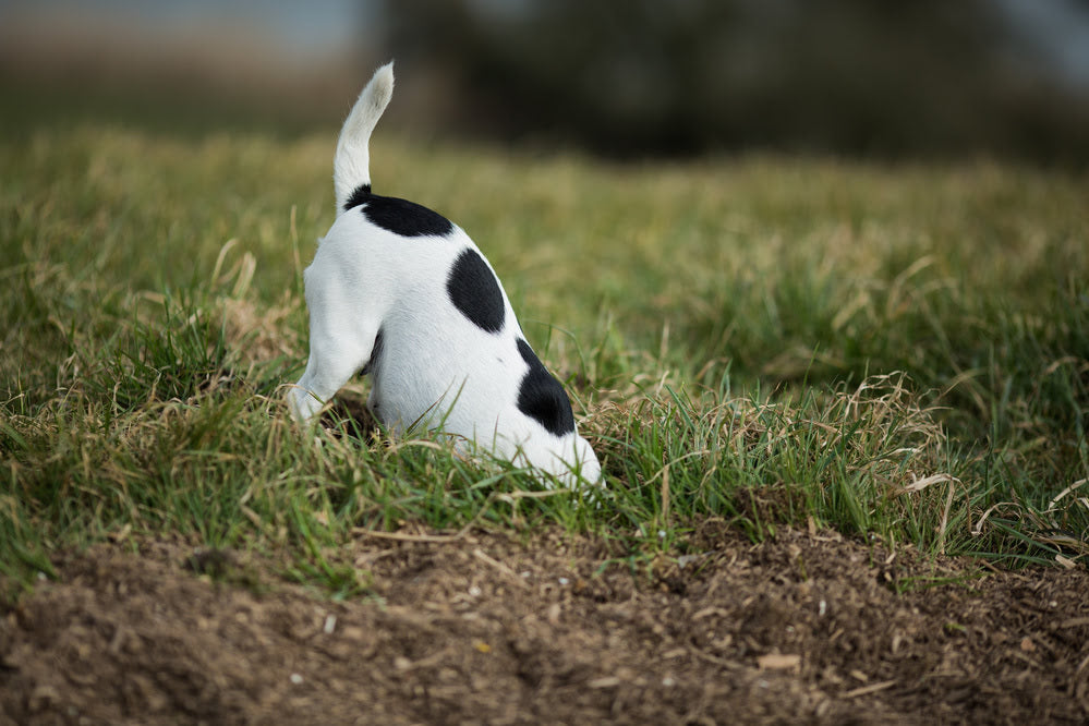 A Jack Russell Terrier digging in the garden