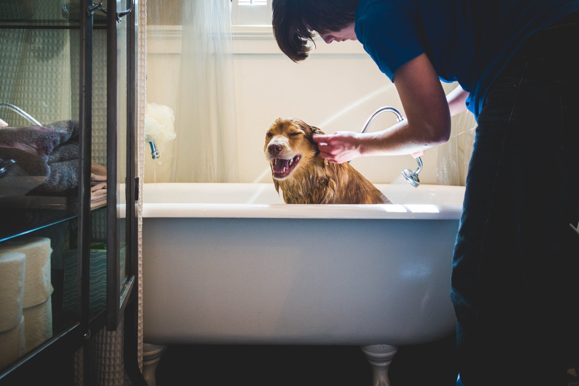 dog being bathed