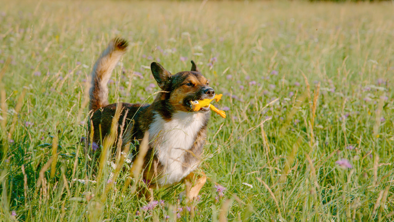 Dog With Squeaky Toy