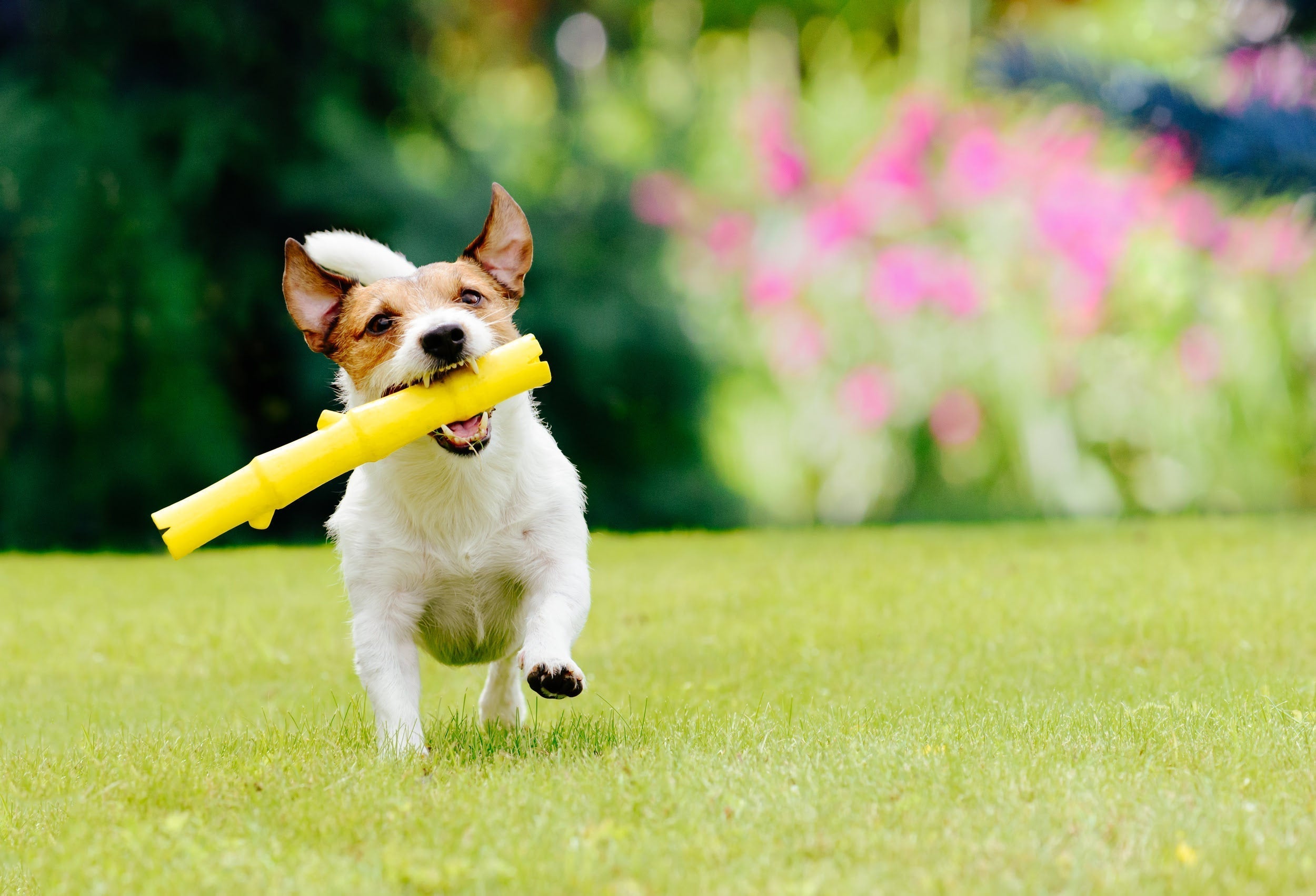 Why Do Dogs Bring You Toys? It's Not Just Play!