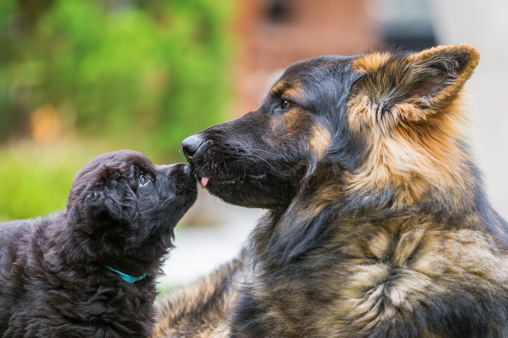 An adult German Shepherd licking a Puppy German Shepherd