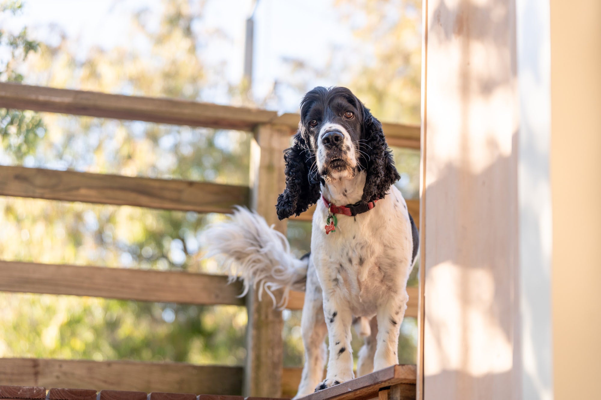 Why do dogs wag their tails? The hidden language behind tail talk