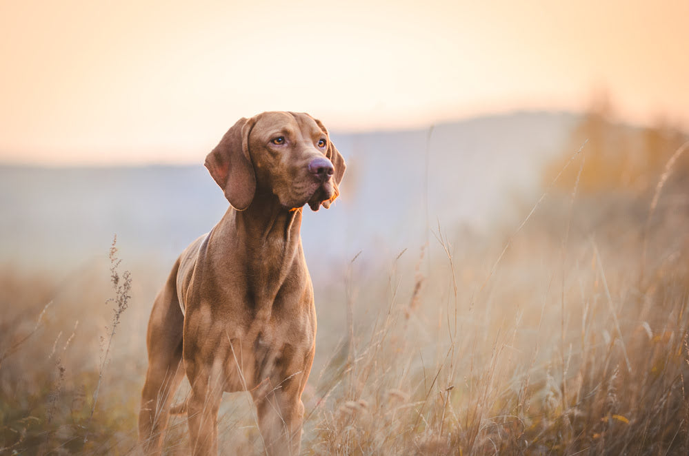 Dog standing in long grass