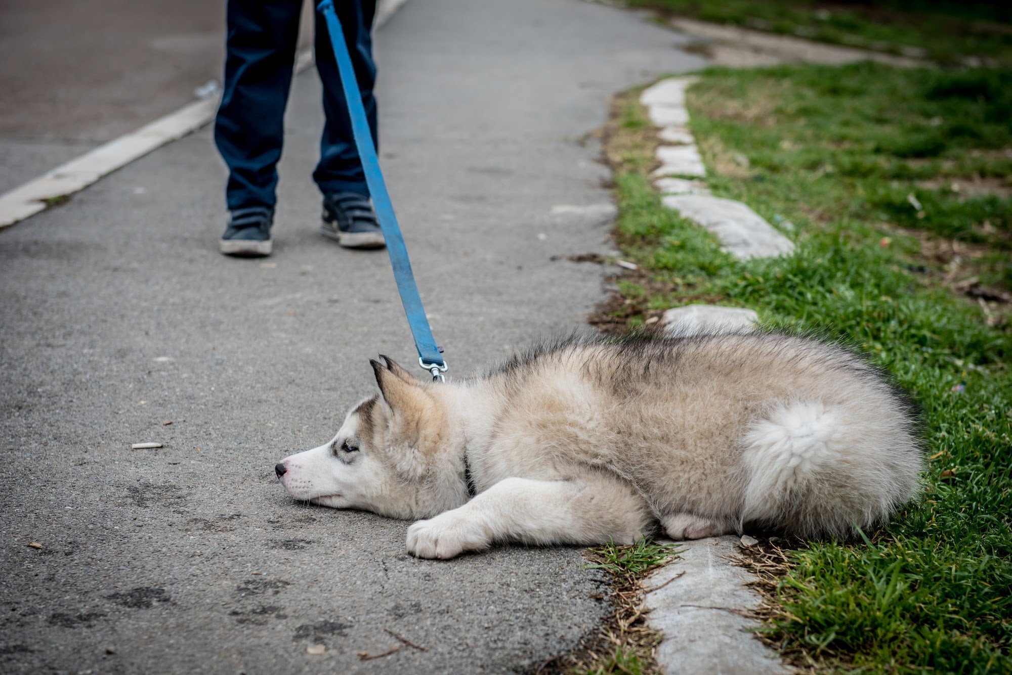 stubborn dog refusing to walk