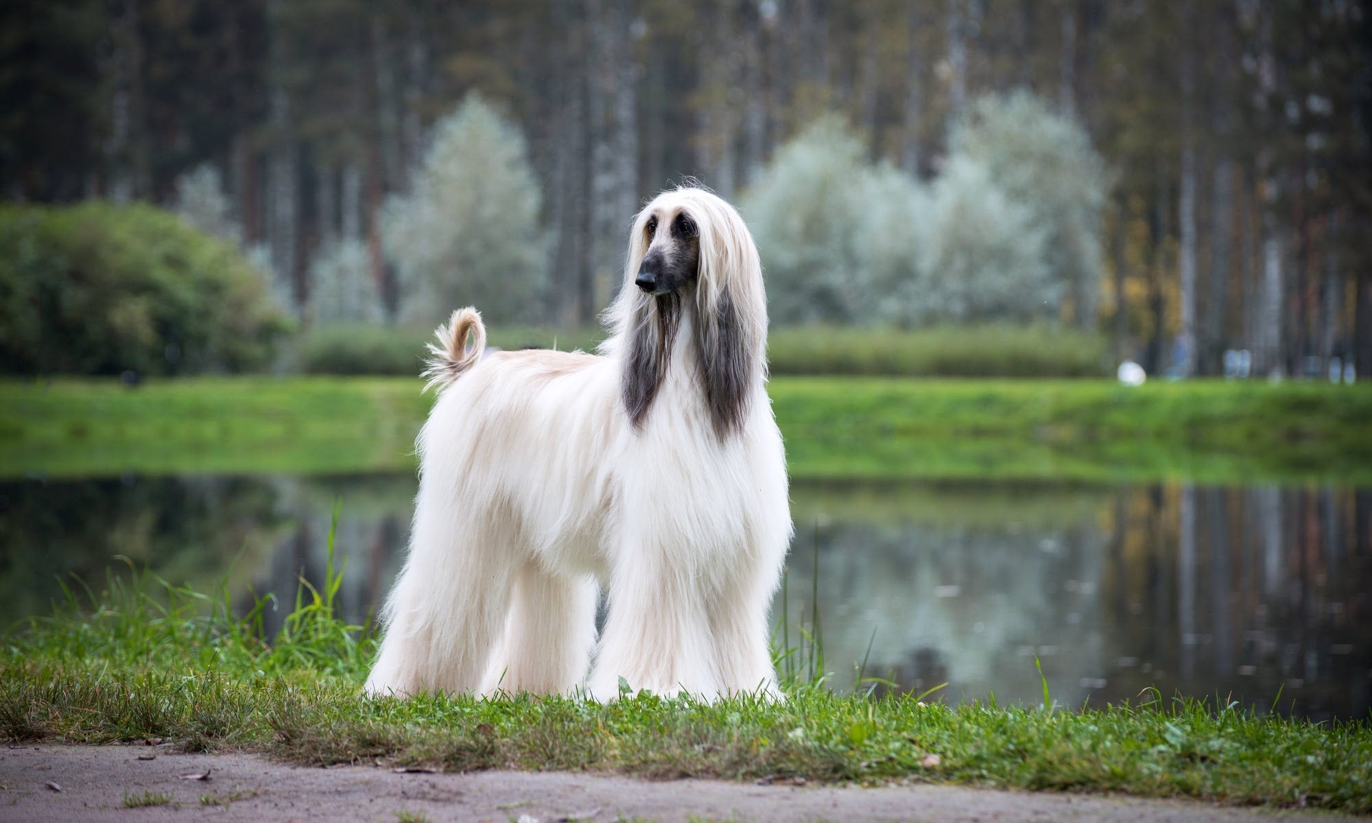 Afghan Hound