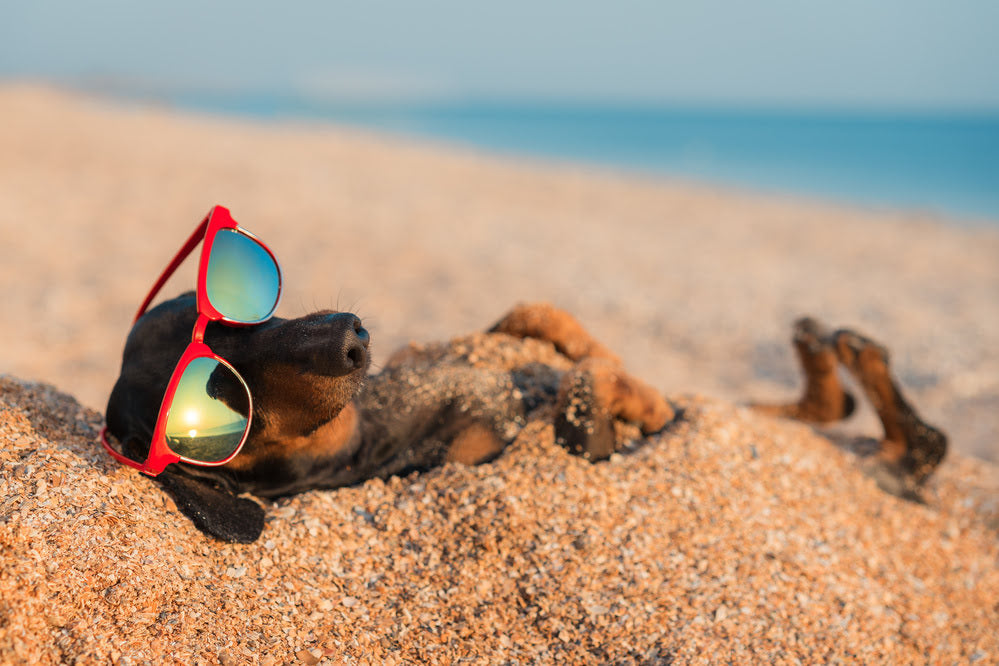 A Dachshund laying in the sand