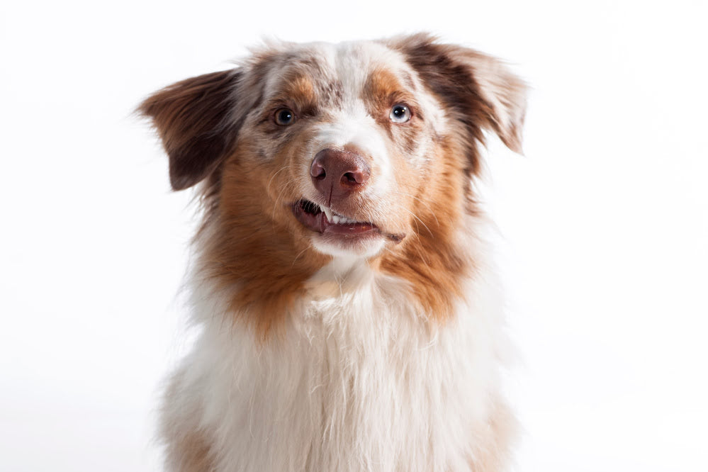 An Australian shepherd dog baring its teeth