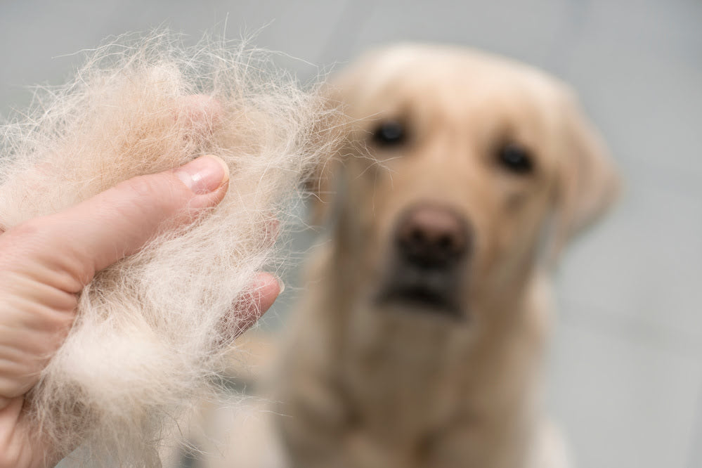 A hand with a clump of shed hair in the foreground with a Golden Retriever in the background