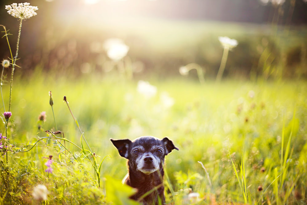 A senior dog in a grassy field