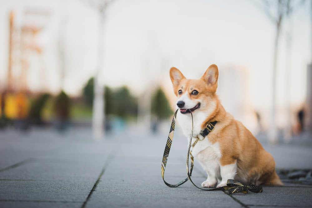 A corgi holding its lead in its mouth waiting to go for a walk