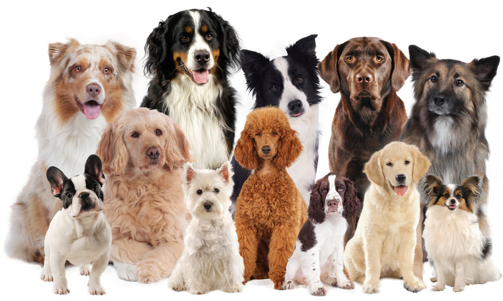 Many different breeds of dog all standing together