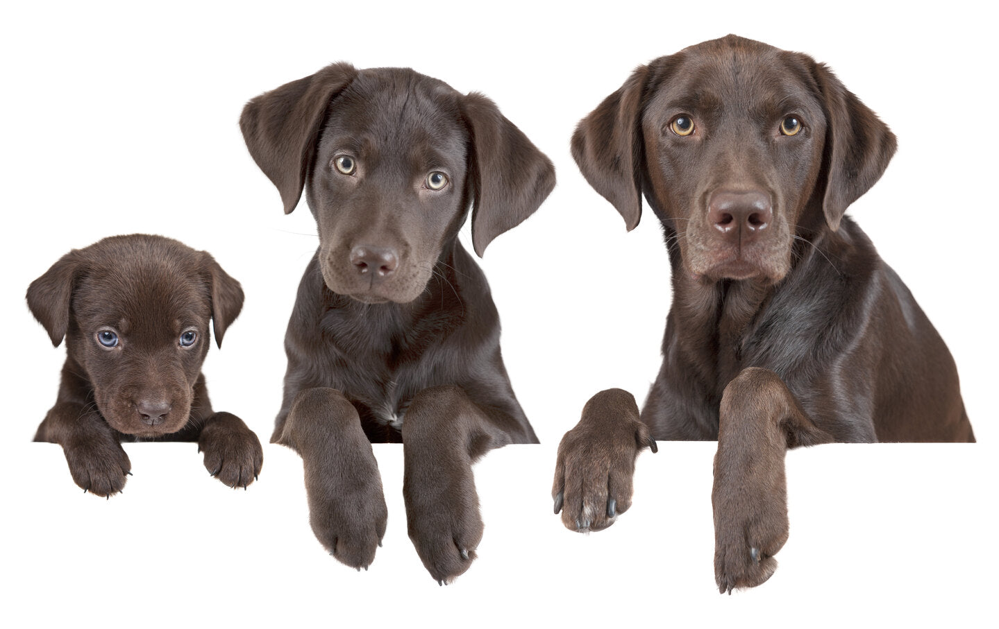 What Age Do Dogs Stop Growing?
