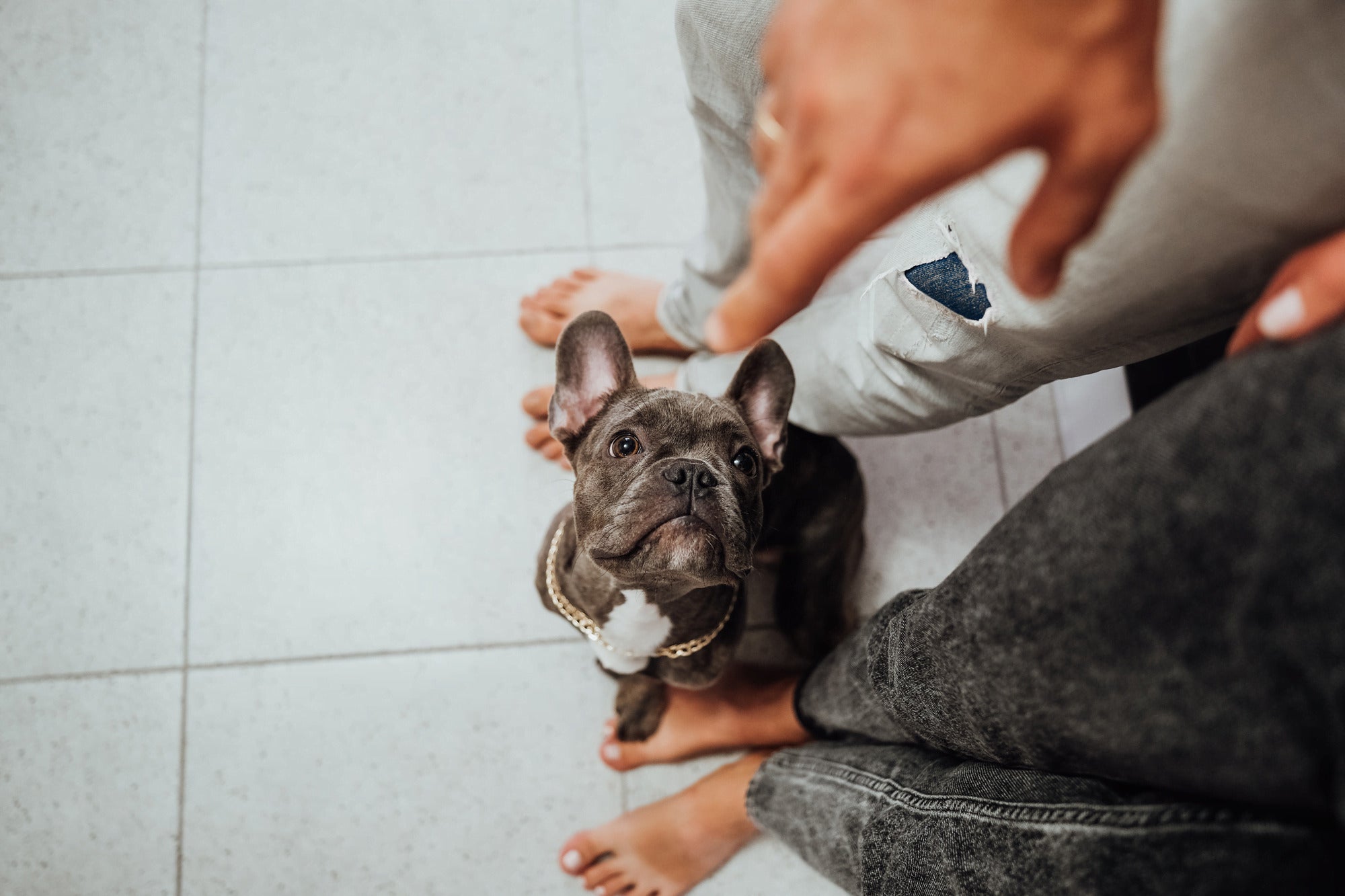 Frenchie Sat On Feet Looking At Owner