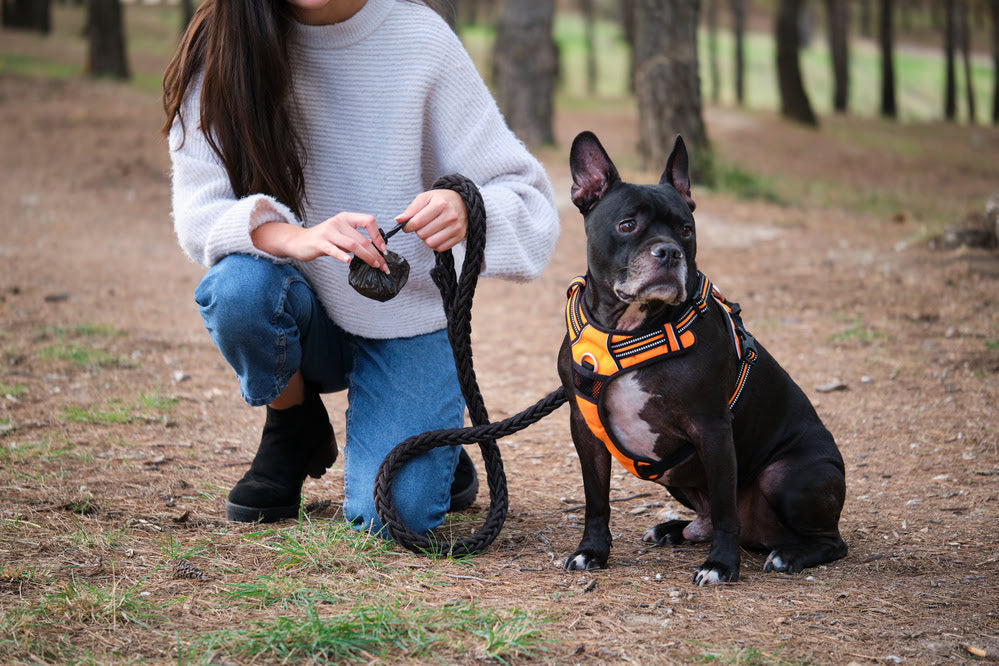 Woman picking up dog poop while walking her small dog