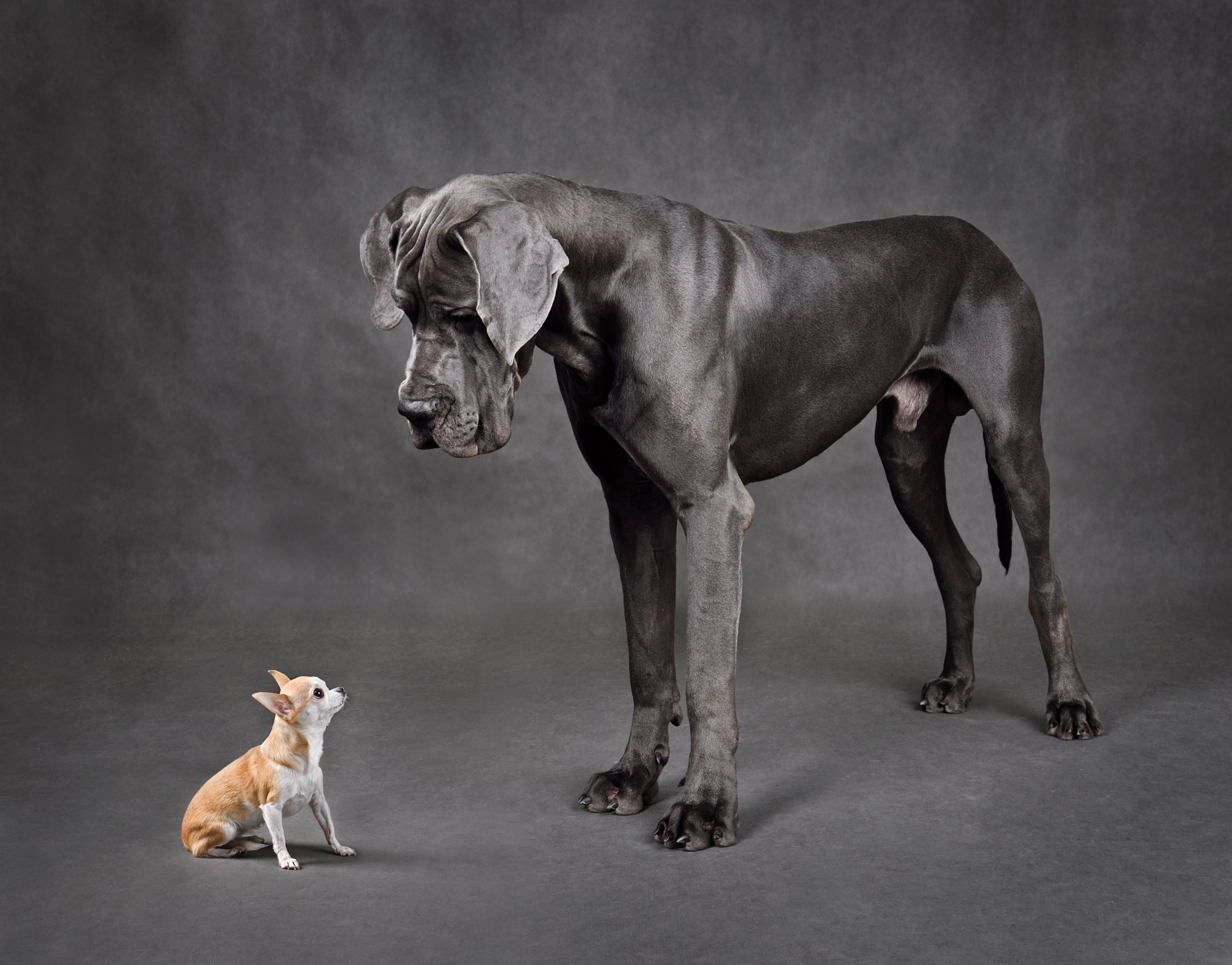big dog standing over small dog