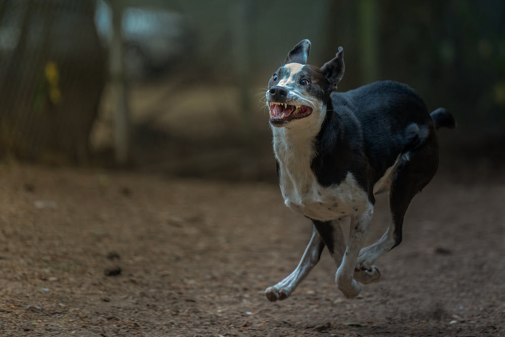 A Hyperactive Dog Running