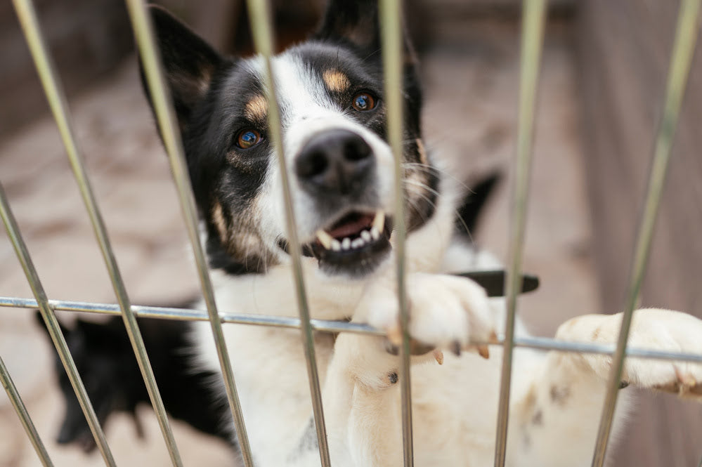 A dog in an animal shelter pawing at its cage