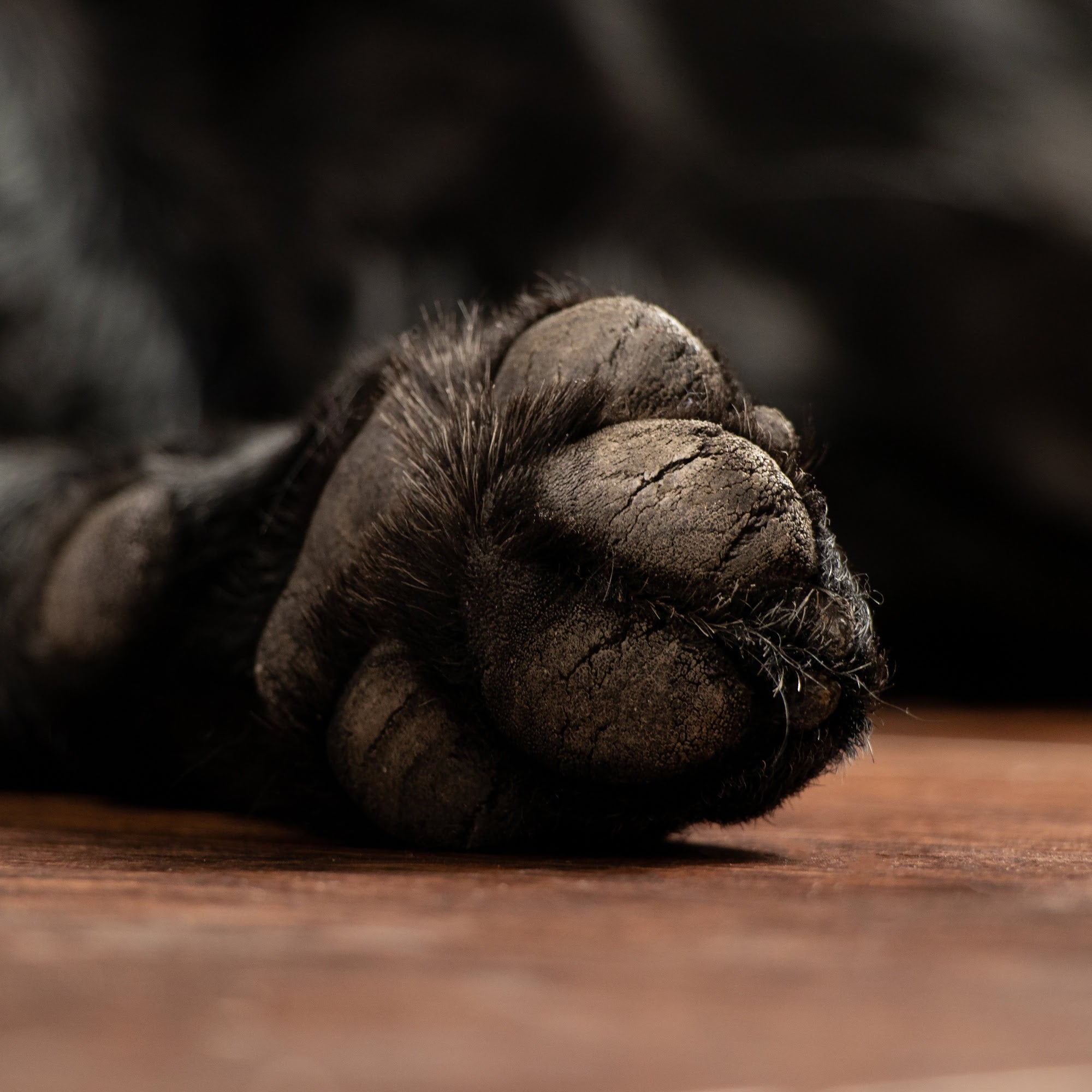 dog with cracked paw pads