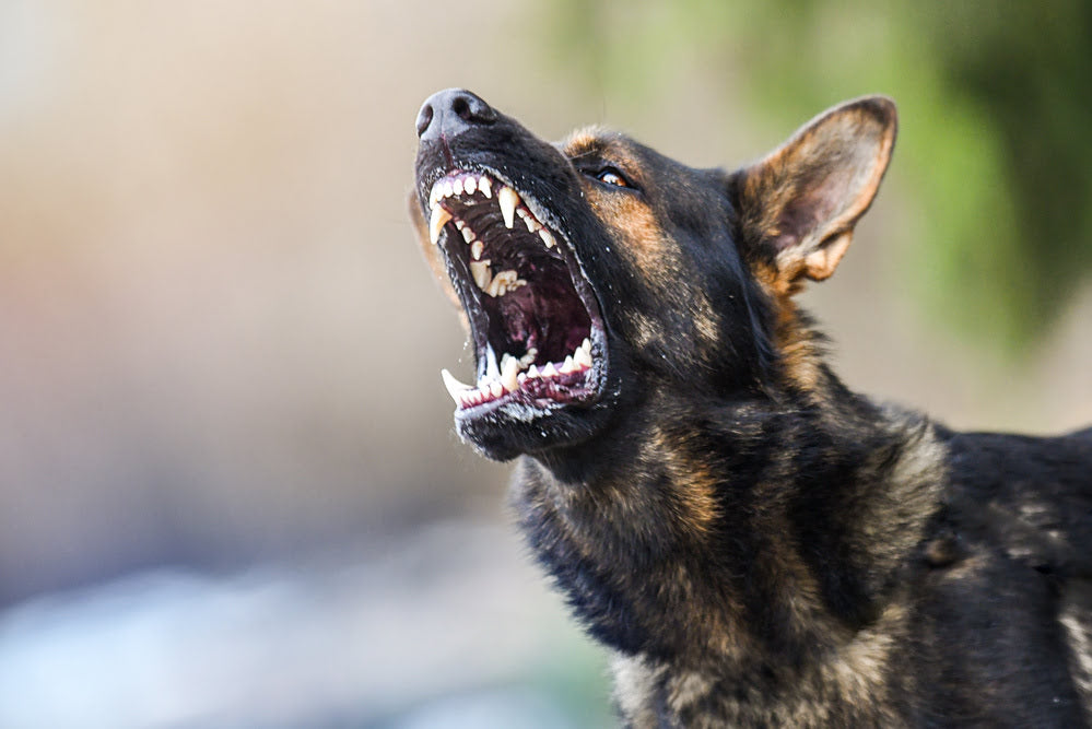 Dog barking scarily