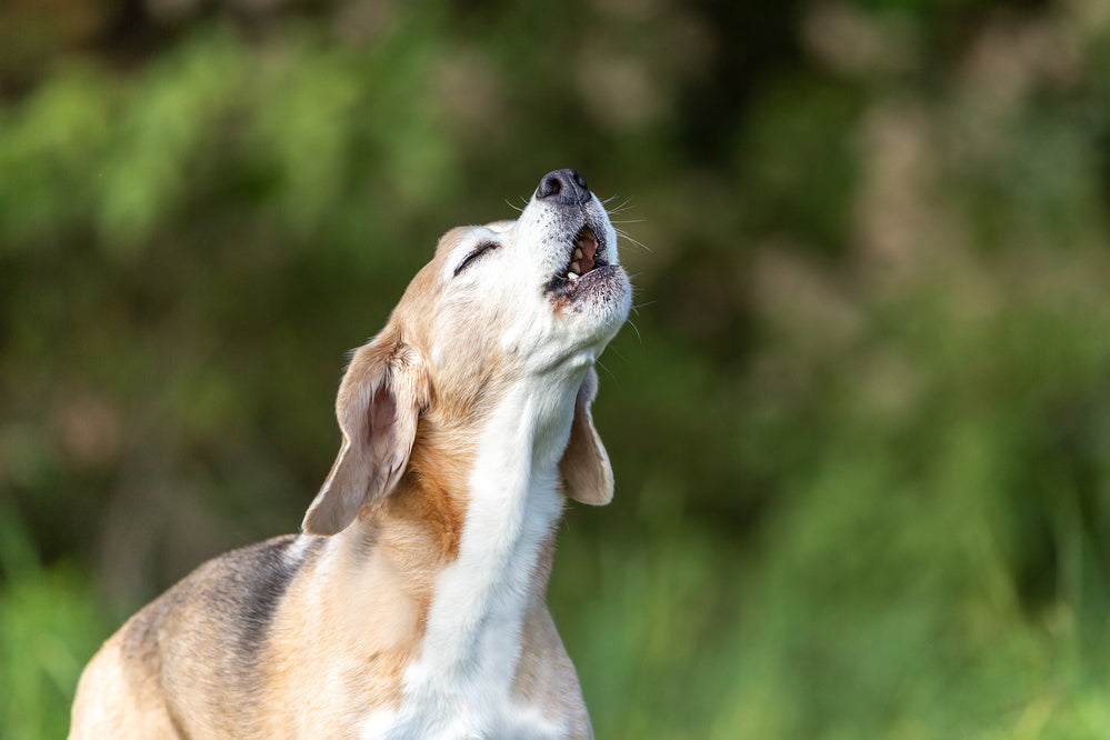A dog howling