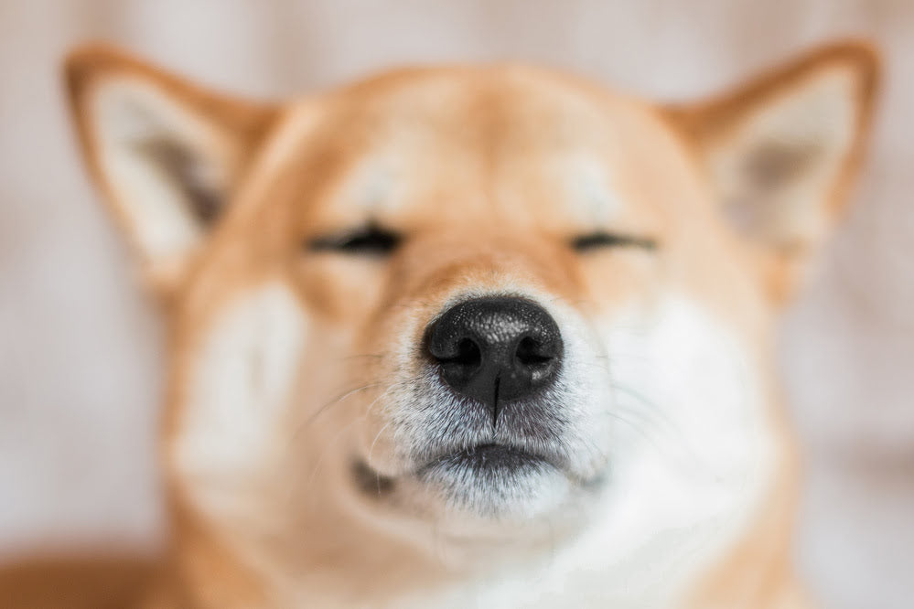 7 Surprising Things Your Dog Can Sense About You - gmedia