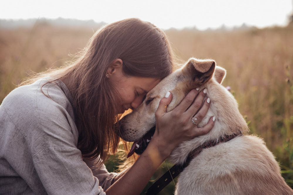 A dog showing love to its owner