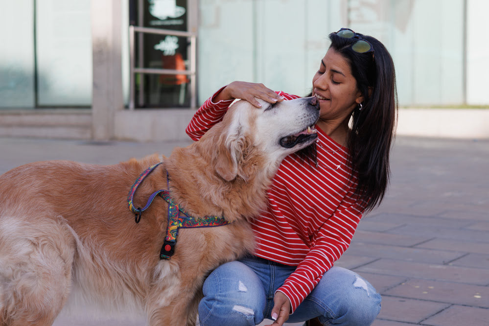 Why Does My Dog Rub Their Face on Me? Understanding Your Dog's