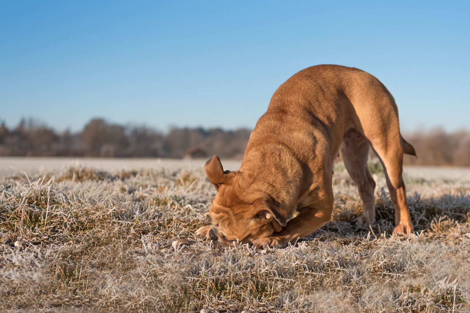 A dog scratching at the ground