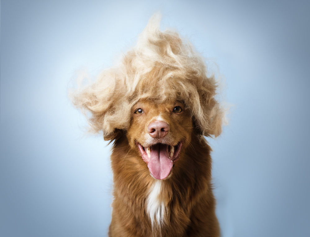 dog with shed hair on it's head