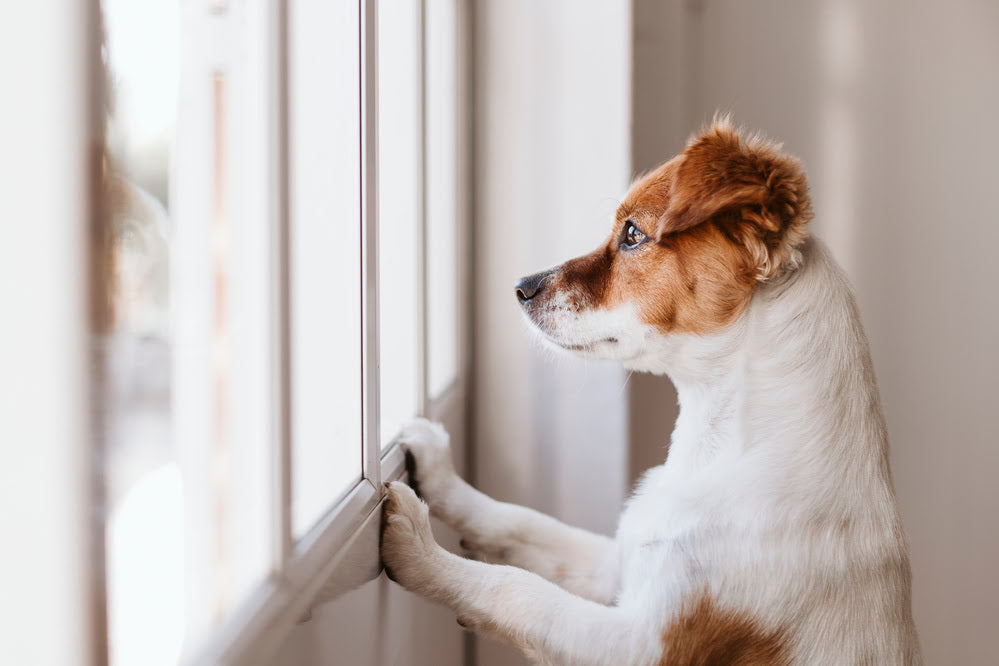 A dog thinking