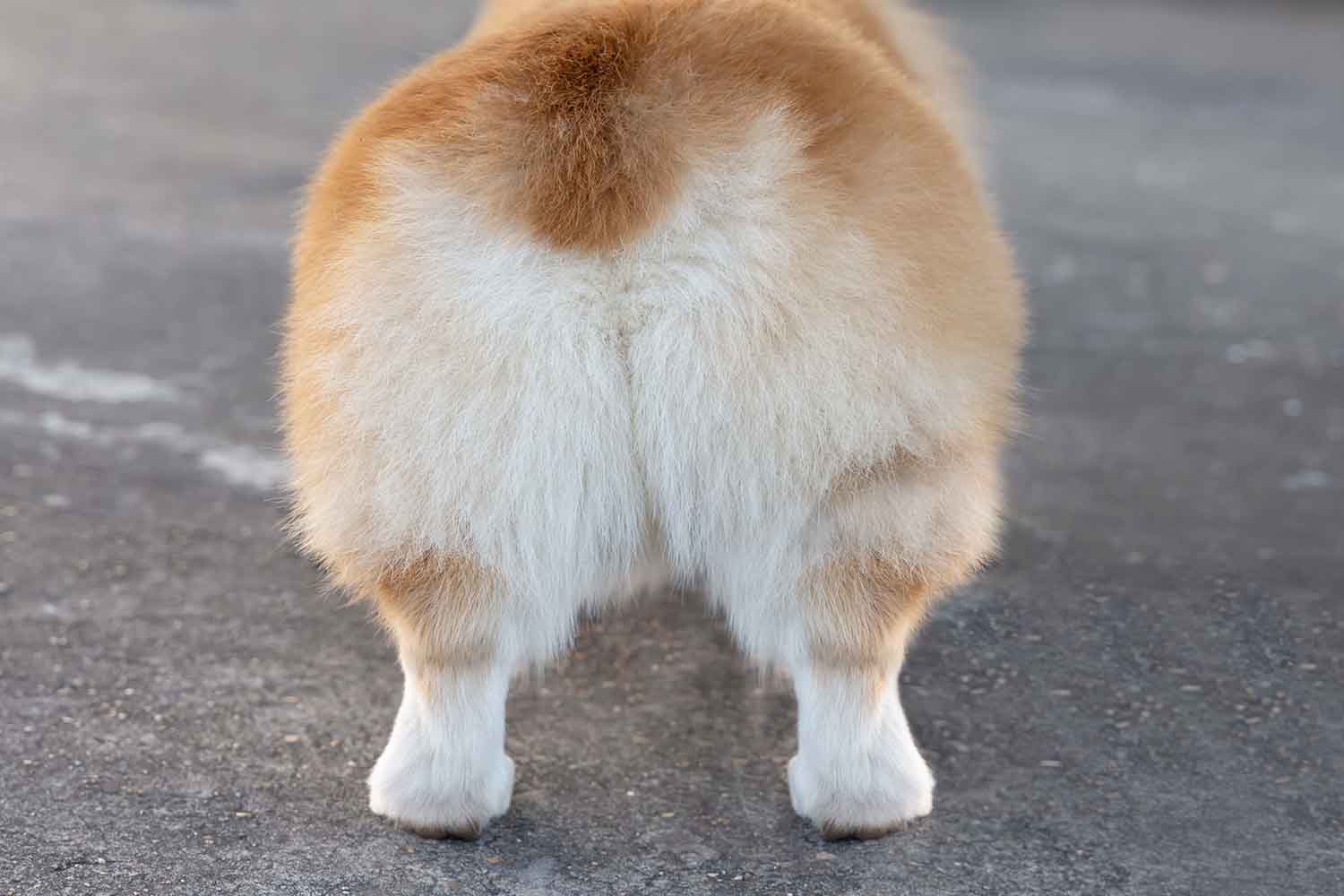 A Corgi's bum -