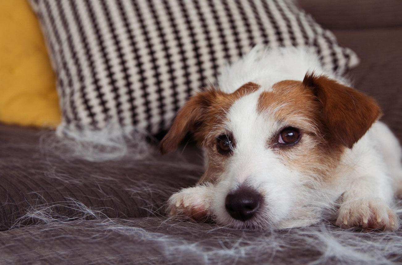 dog with large quantity of shed hair