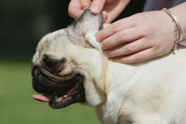 A pug having it's ears cleaned