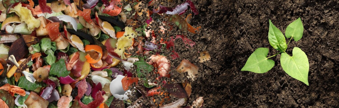From left to right; food waste then compost then a plant growing.