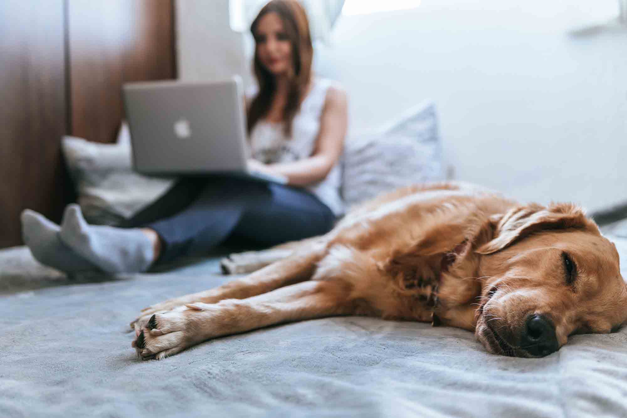 A woman working on her laptop with a golden retriever sleeping at her side