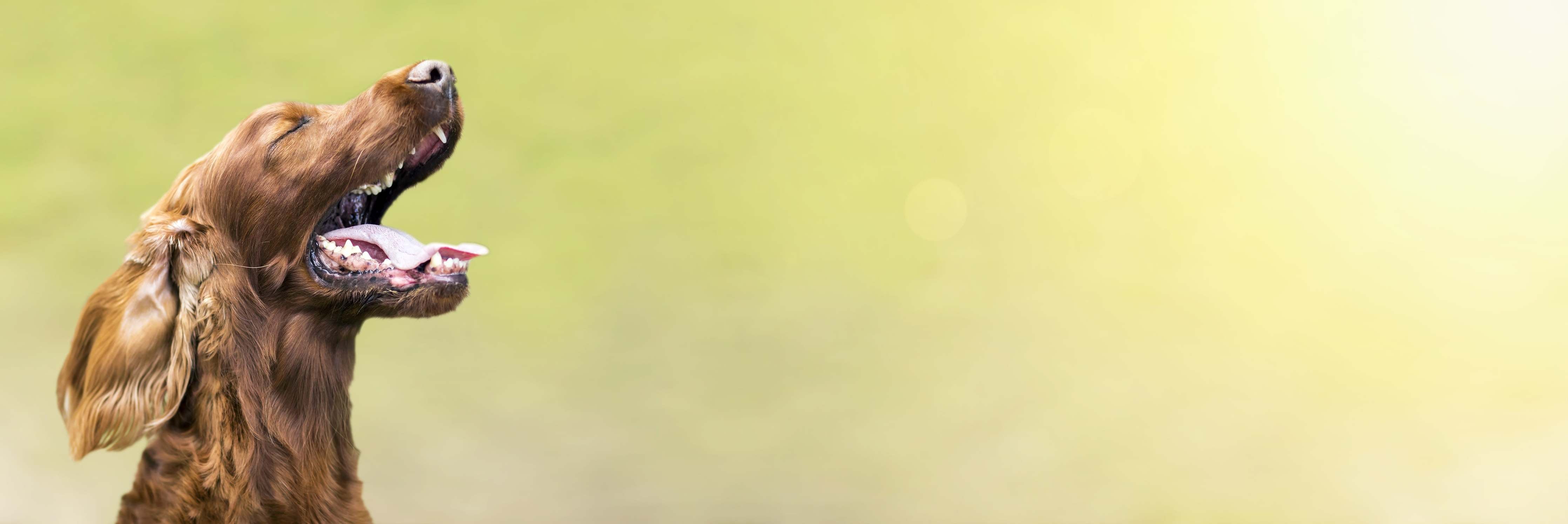 Why Is My Dog Barking How Can I Stop It? Tuff Pets