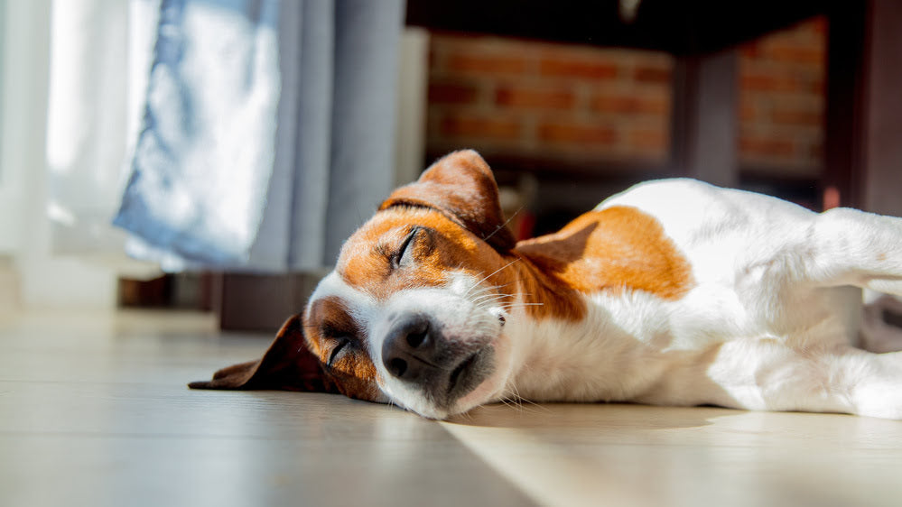 A jack russell terrier sleeping on the floor in the sun