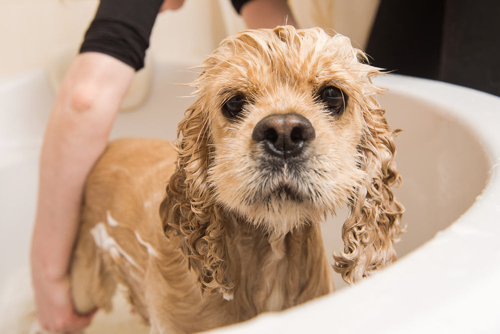 a smelly dog having a bath