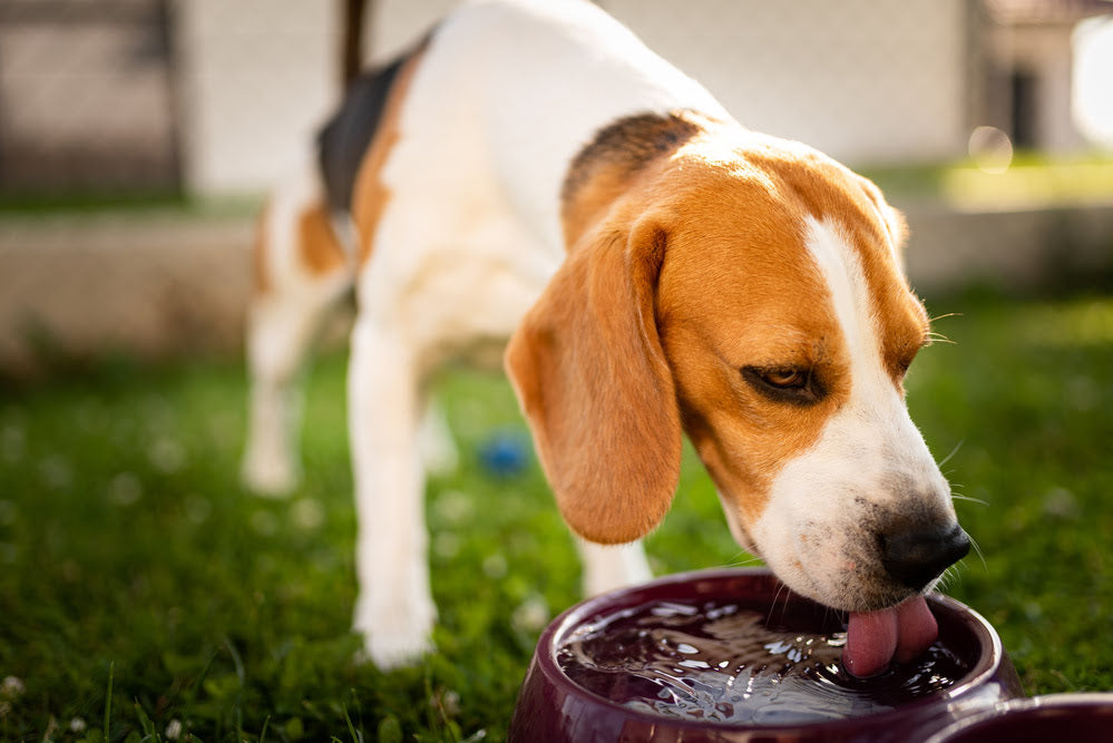 A beagle drinking from a water bowl