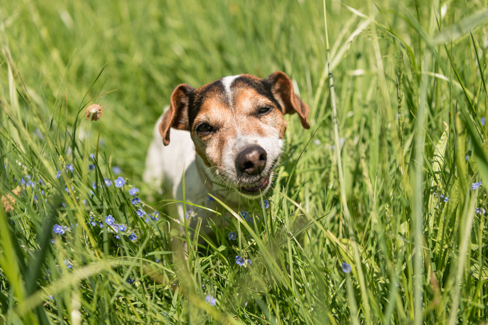 Dog eating grass