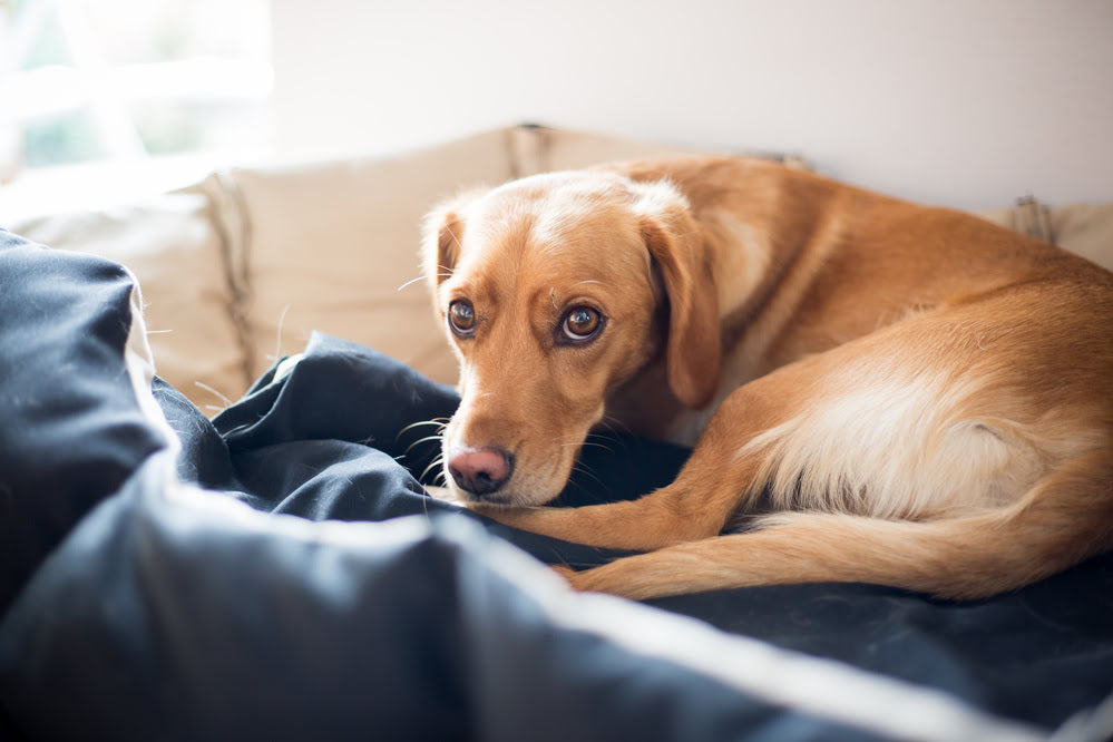Why Do Dogs Moan and Groan? Understanding Your Furry Friend's