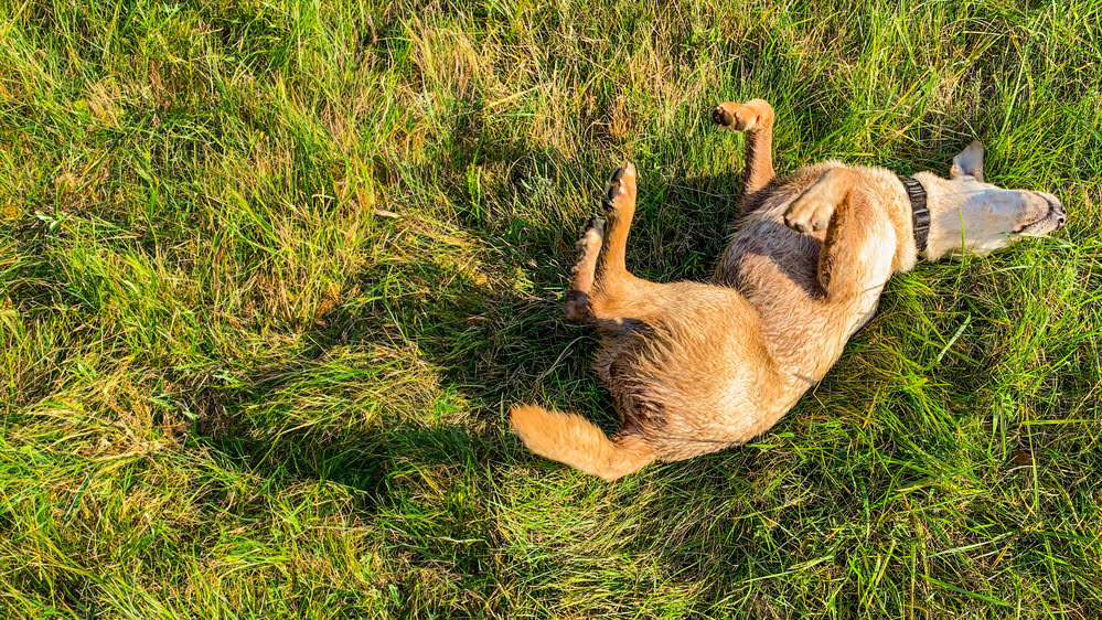 A dog rolling in grass
