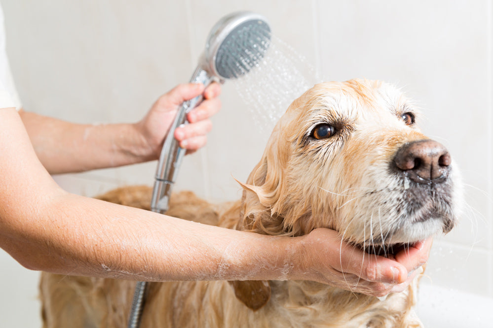a dog being showered