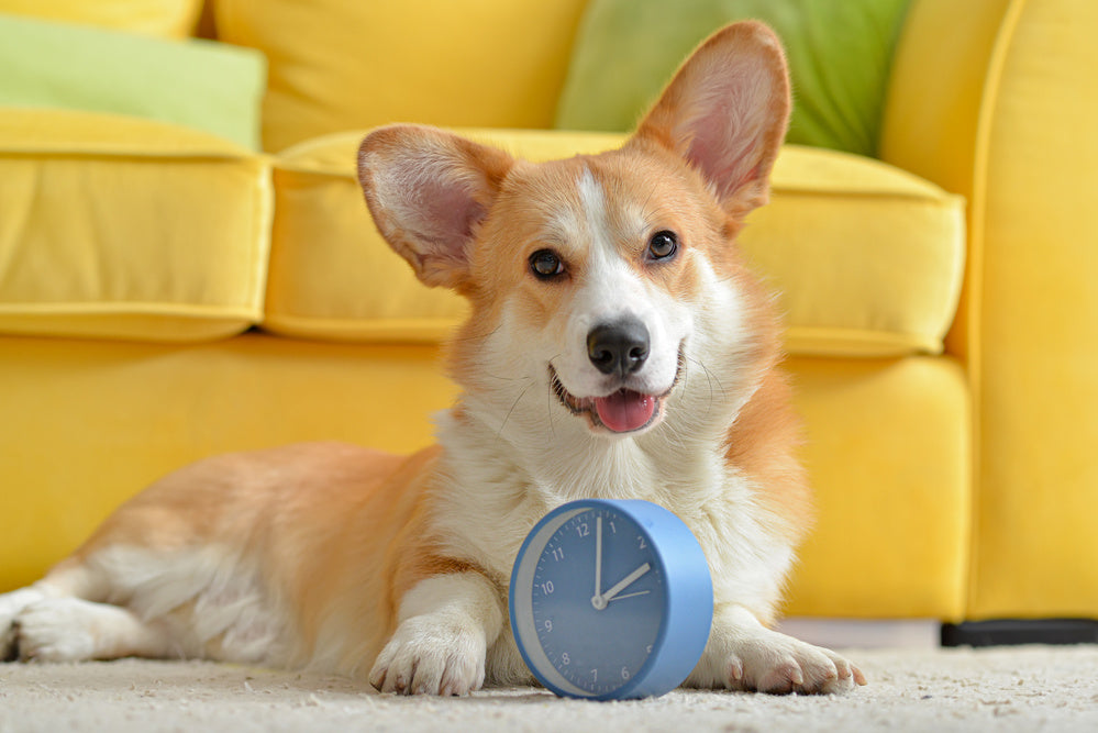 corgi with a clock