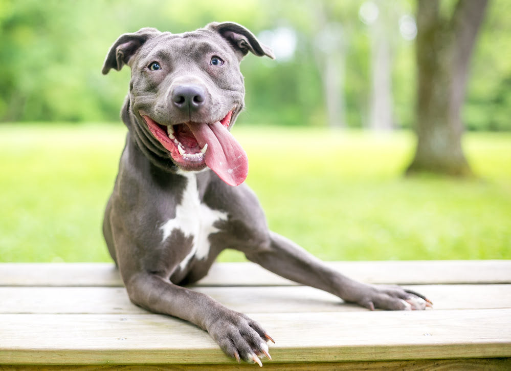 A Staffordshire Bull Terrier with its tongue hanging out