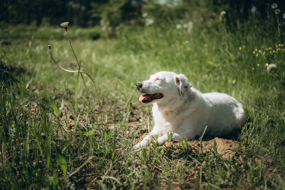 a hot dog laying in the sun