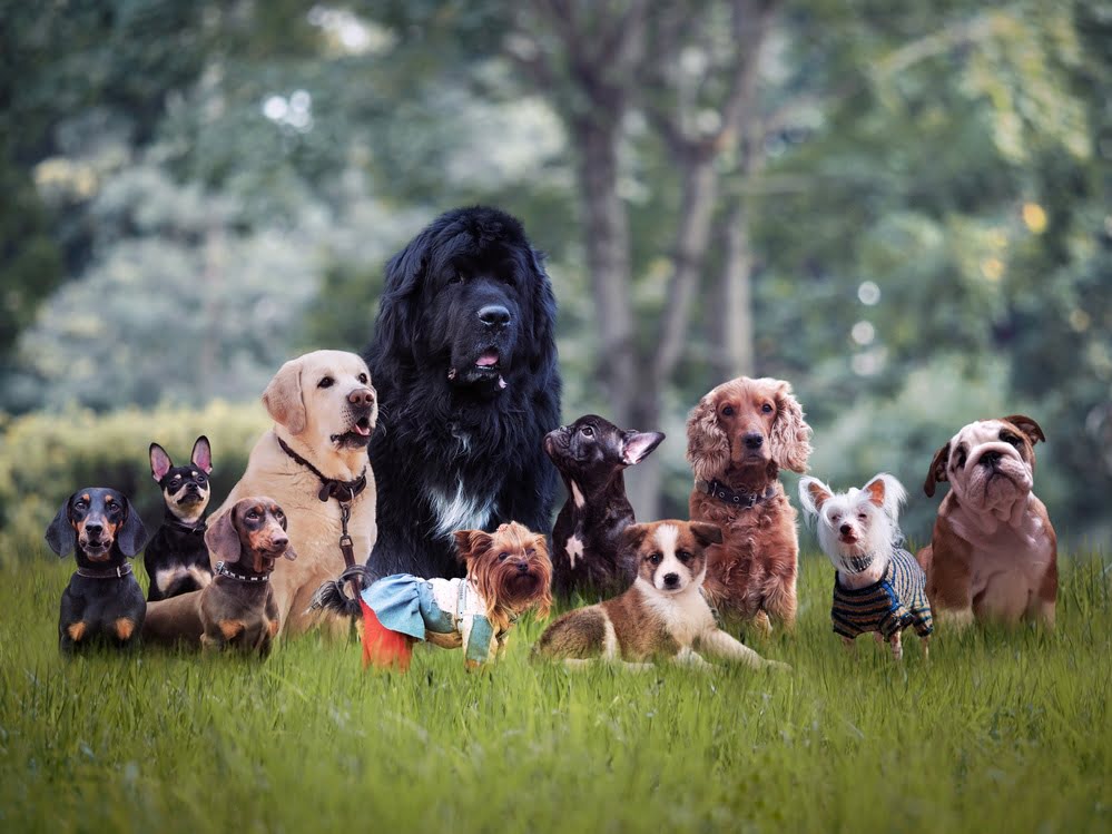 many different dog leads