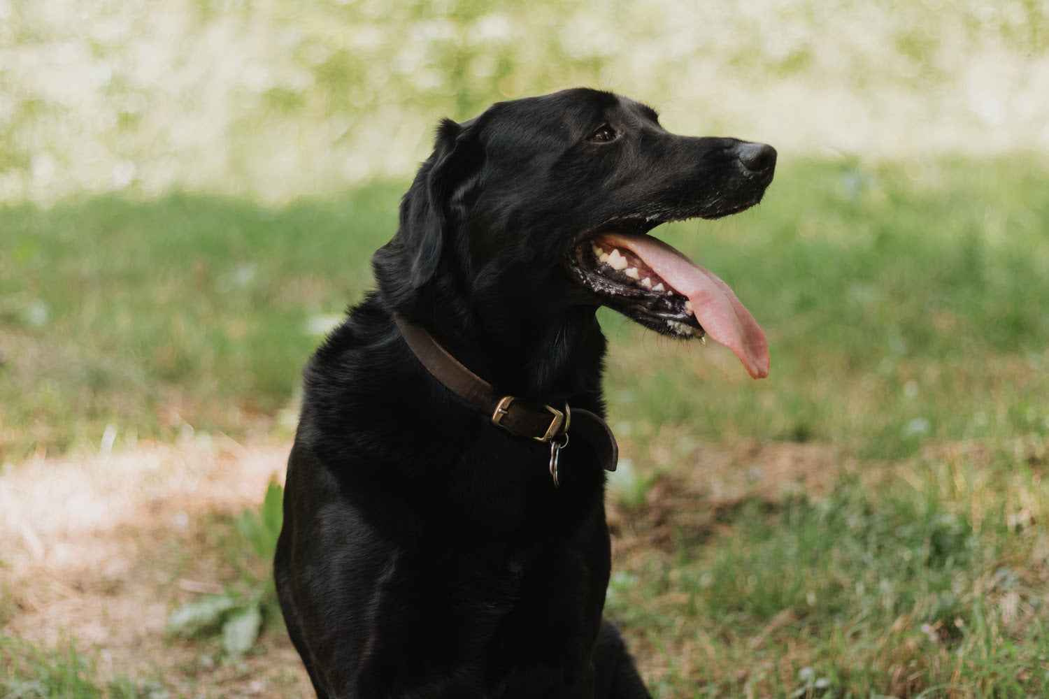 A black Labrador panting